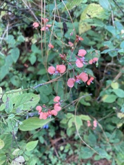 Lopezia racemosa