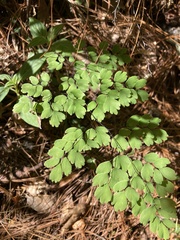 Adiantum