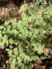 Adiantum
