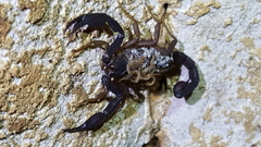 Pseudouroctonus reddelli