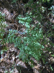 Adiantum
