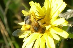Dasypoda hirtipes