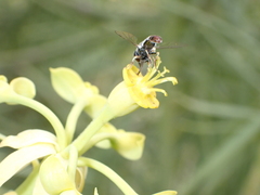 Paragus