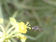 Paragus