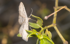 Cyclophora