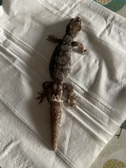 Dactylocnemis pacificus