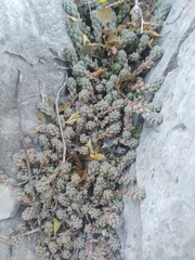 Sedum potosinum