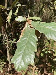 Quercus rugosa