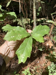 Quercus rugosa