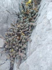 Sedum potosinum