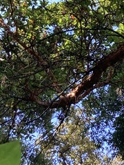 Arbutus xalapensis