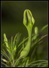Ceropegia mohanramii