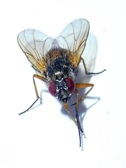 Phaonia rufiventris