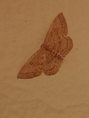 Cyclophora maderensis