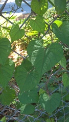 Ipomoea pandurata