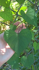 Ipomoea pandurata
