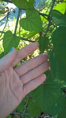Ipomoea pandurata