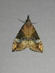Hypena obsitalis