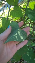 Ipomoea pandurata