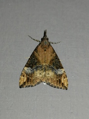 Hypena obsitalis