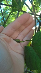 Ipomoea pandurata
