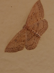 Cyclophora maderensis