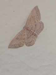 Cyclophora maderensis