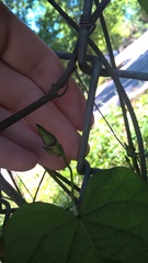 Ipomoea pandurata