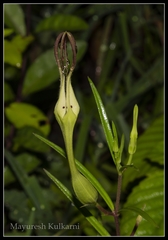 Ceropegia anantii