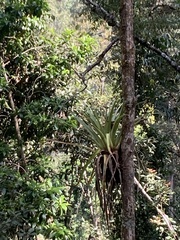 Tillandsia prodigiosa