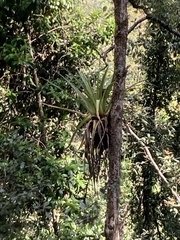 Tillandsia prodigiosa