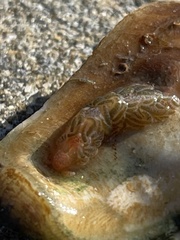 Spurilla braziliana