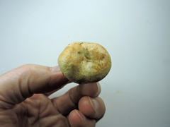 Lactarius rubrilacteus