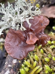 Ascocoryne sarcoides