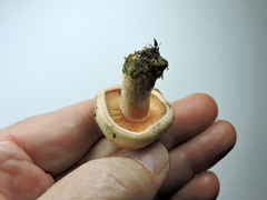 Lactarius rubrilacteus