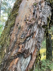 Arbutus xalapensis