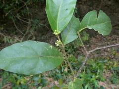 Dichapetalum gelonioides
