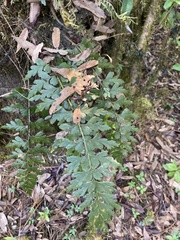Asplenium praemorsum