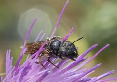 Ceratina cucurbitina