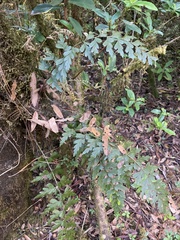 Asplenium praemorsum