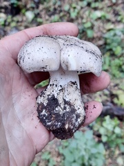 Tricholoma pardinum