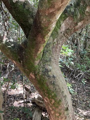 Sideroxylon foetidissimum