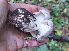 Tricholoma pardinum