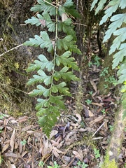Asplenium praemorsum