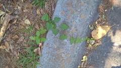 Ipomoea pandurata
