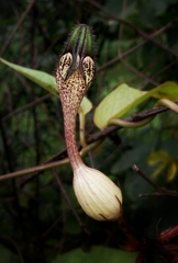 Ceropegia oculata