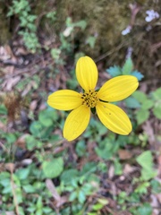 Bidens ostruthioides