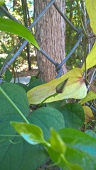 Ipomoea pandurata