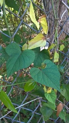 Ipomoea pandurata
