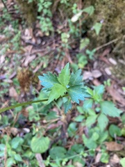 Bidens ostruthioides